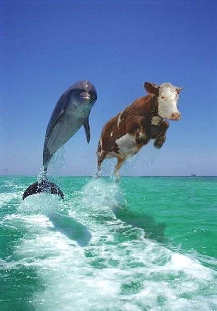 dolphins